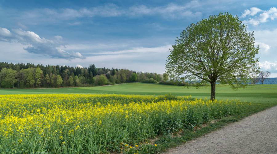 Le migliori offerte di noleggio auto a Opfikon